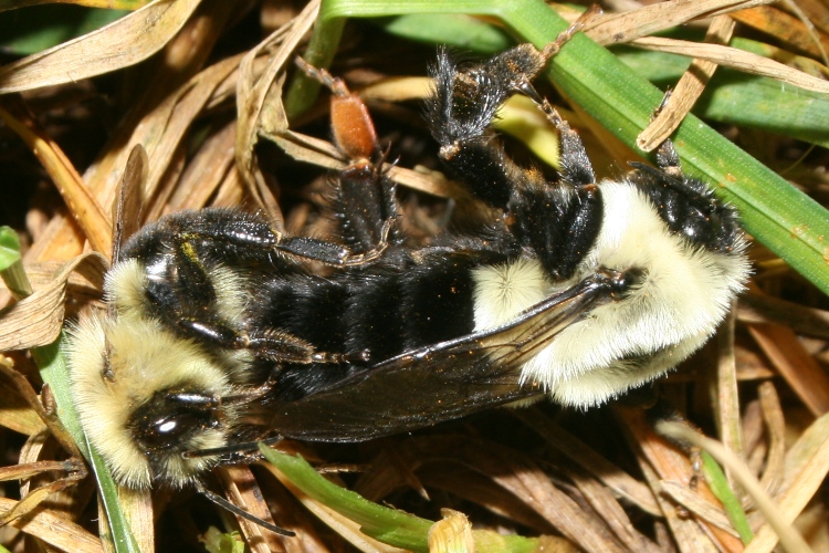 bumblebees mating