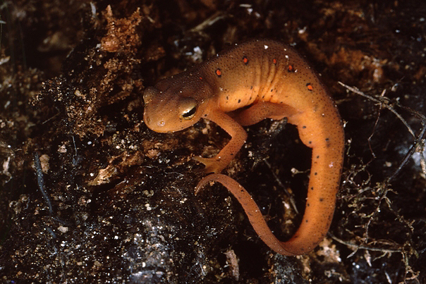 Red eft