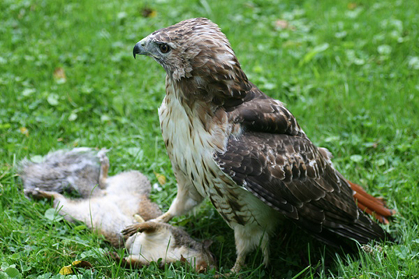 Red tailed hawk with a squirrel