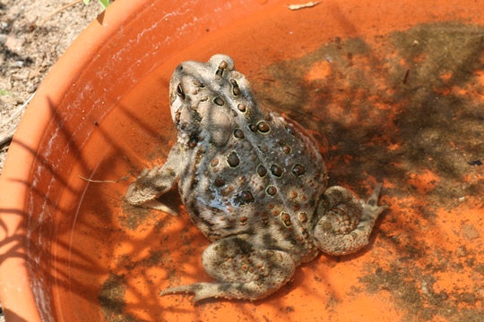 Toad in a saucer