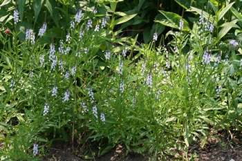 Verbena simplex or Narrow-leaved vervain