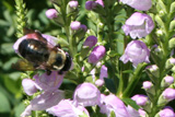 Physostegia
